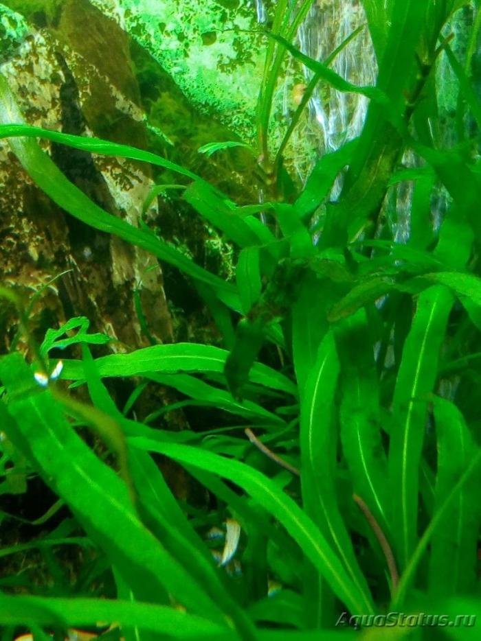 Cryptocoryne parva