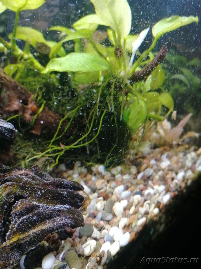 Аквариумное растение анубиас