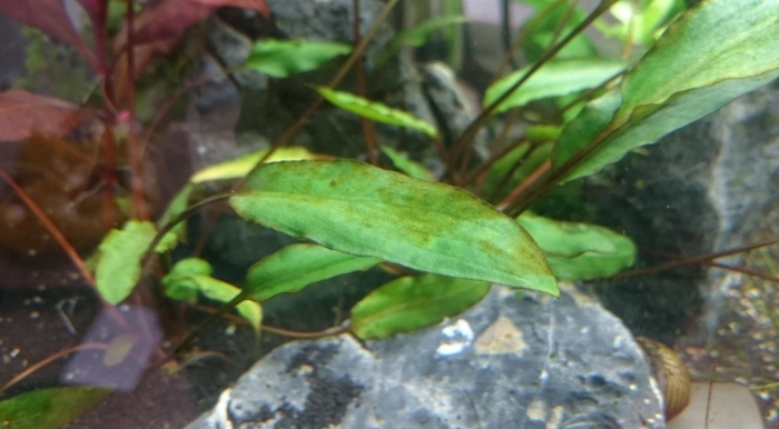 Криптокорина аффинис