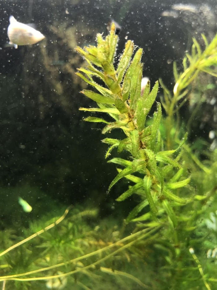 Водоросли элодея