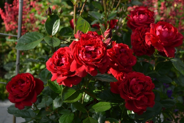 Роза изабель ренессанс