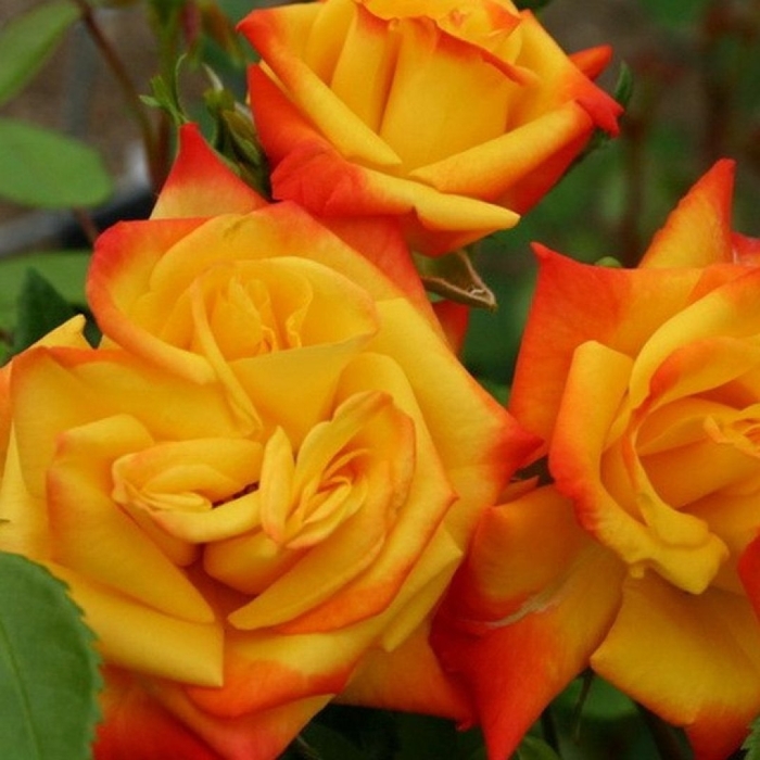 Роза флорибунда самба