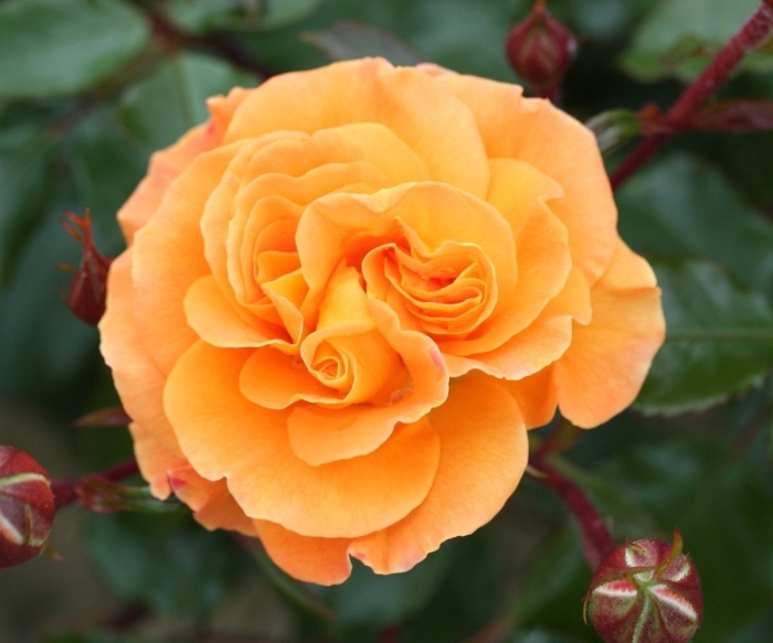 Роза флорибунда оранж