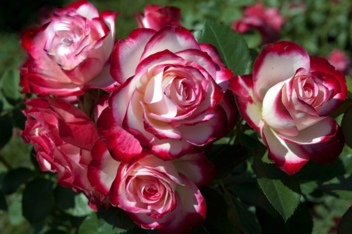 Роза жубиле дю принс де монако