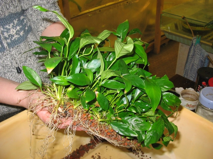 Анубиас палюдариум