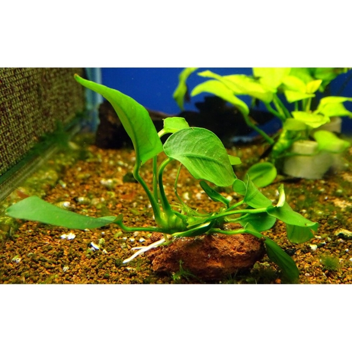 Анубиас нана аквариумное