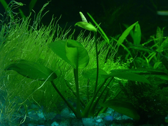 Криптокорина роголистник анубиас