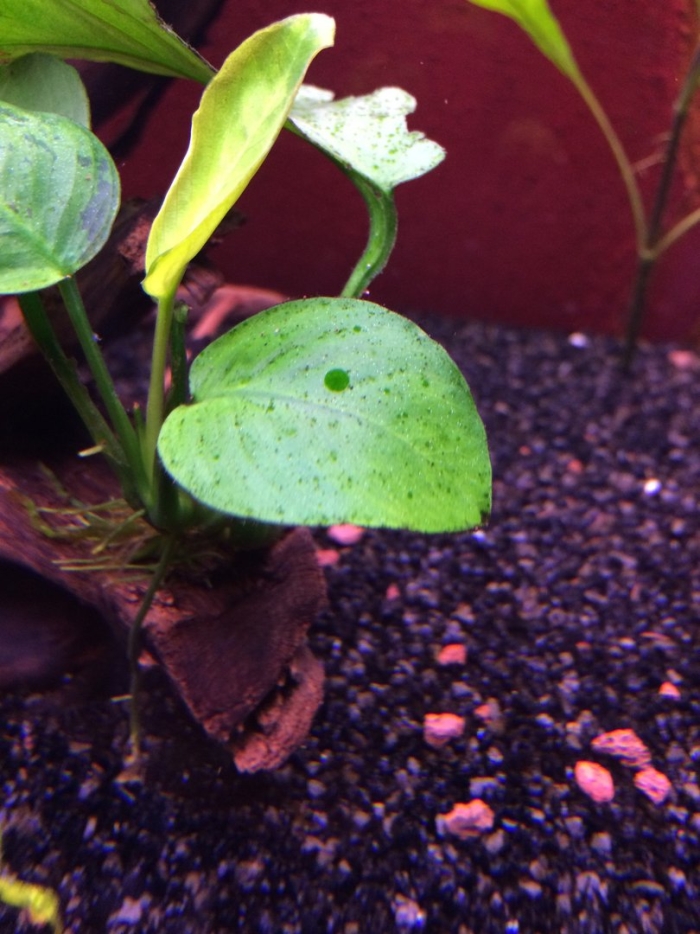 Анубиас пинто аквариумное растение