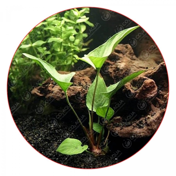 Анубиас разнолистный