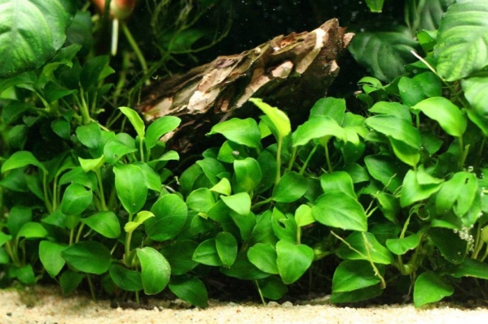 Анубиас бартера  маленький