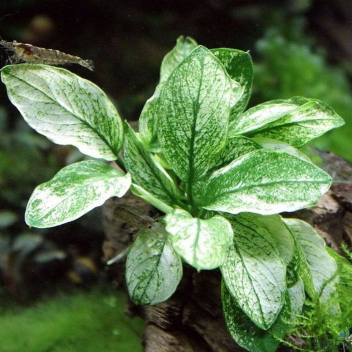 Анубиас нана пинто