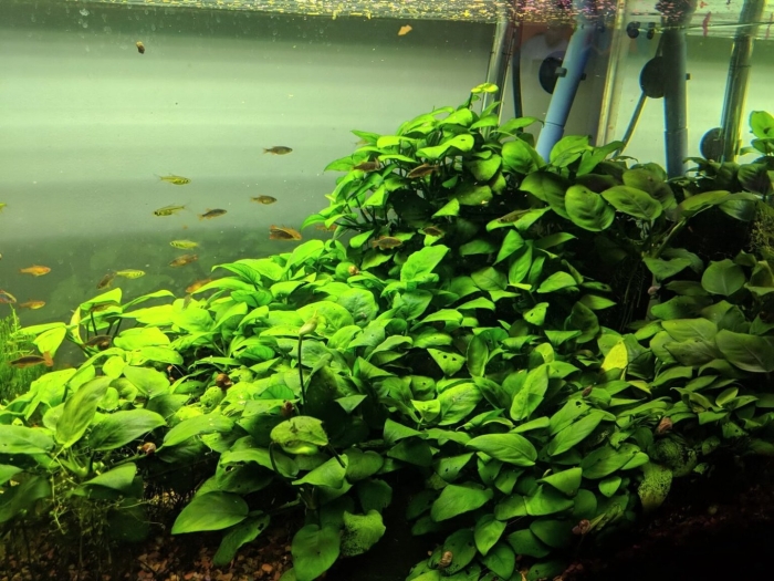 Анубиас нана