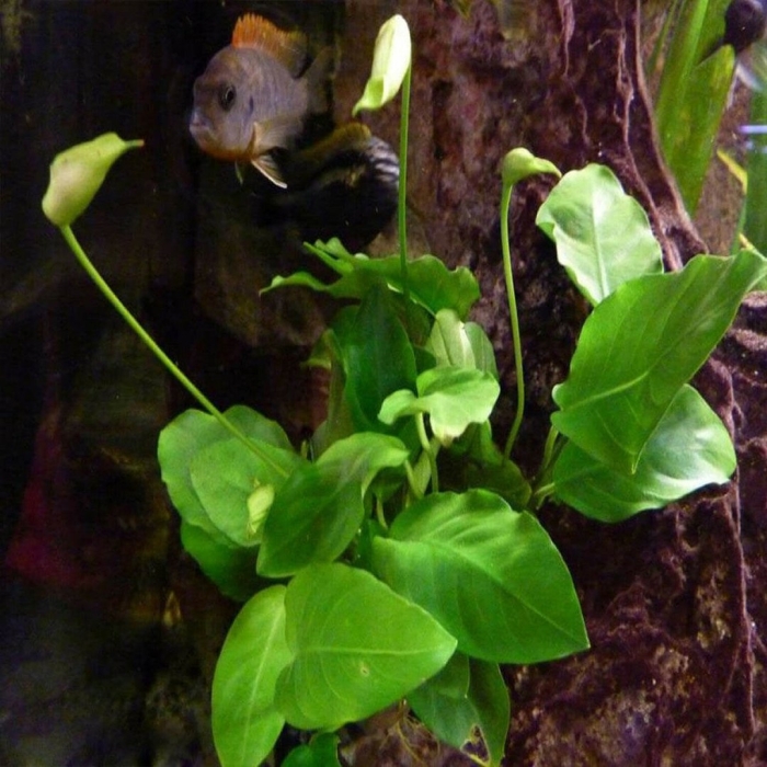 Анубиас разнолистный