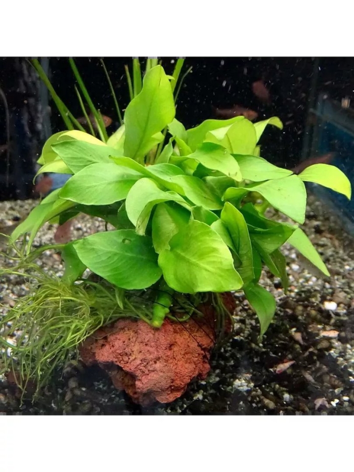 Анубиас бартера аквариумное растение