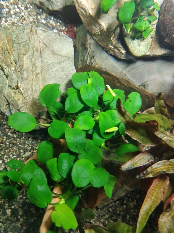 Анубиас цветет