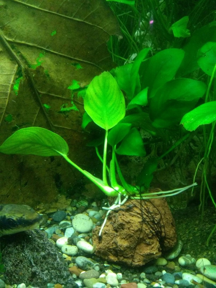 Анубиас аквариумное