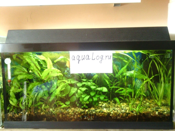 Анубиас нана акваскейп