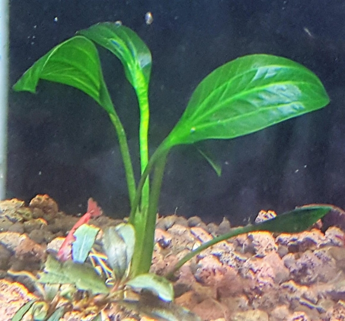 Эхинодорус анубиас