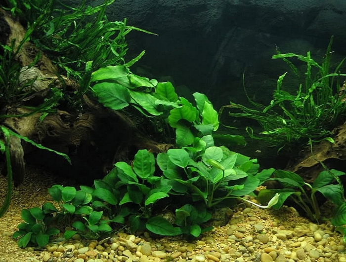 Анубиас для аквариума