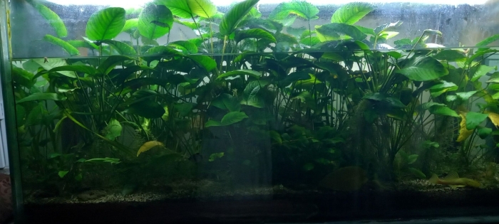 Анубиас нана мини