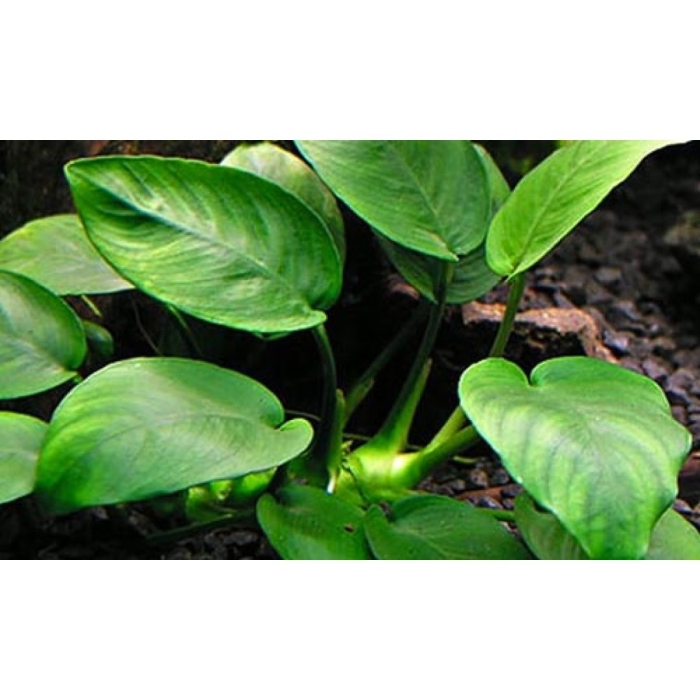 Аквариумное растение анубиас