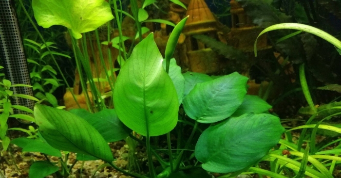 Аквариумное растение анубиас