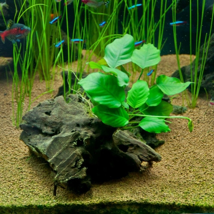 Анубиас для аквариума содержание