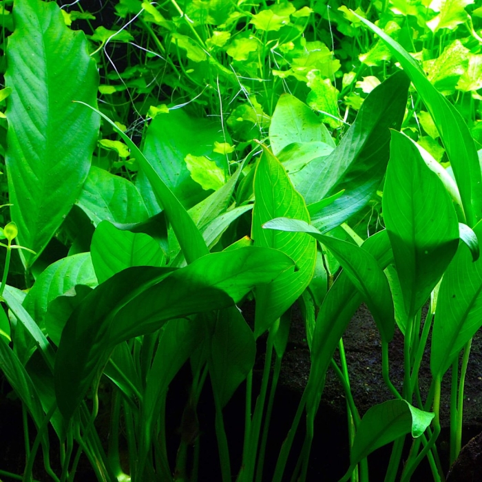 Анубиас афцели