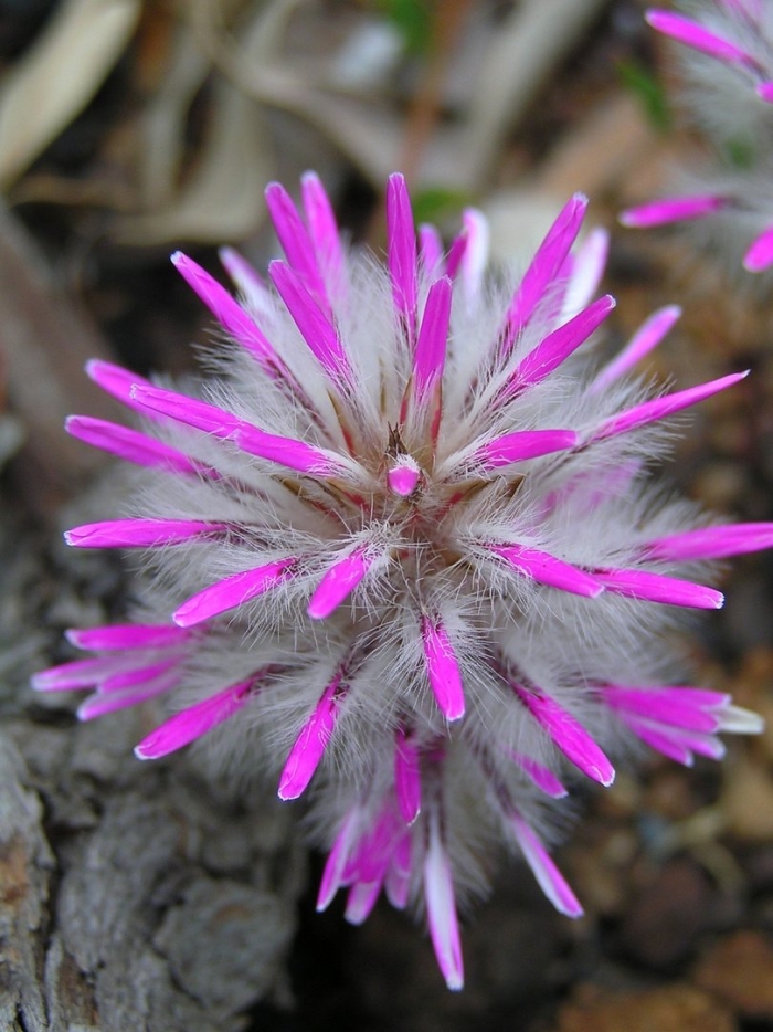 Ptilotus manglesii