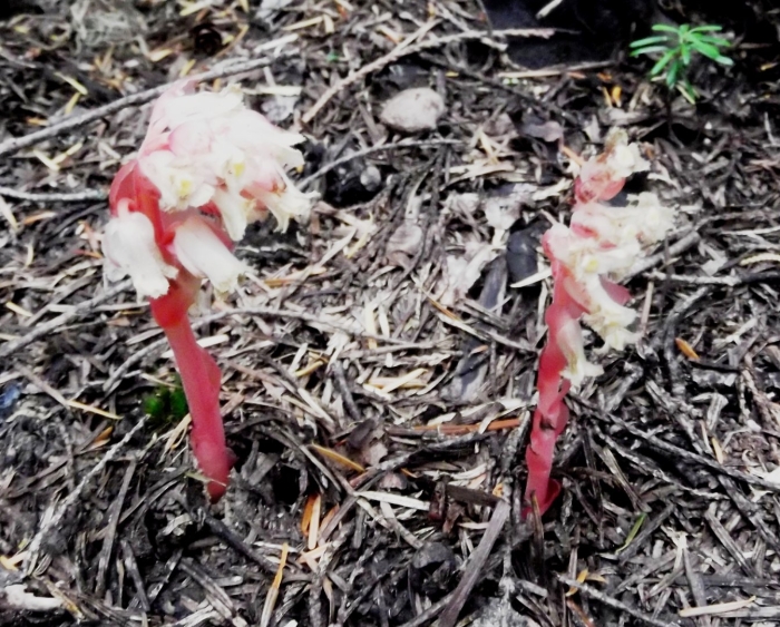 Monotropa hypopitys
