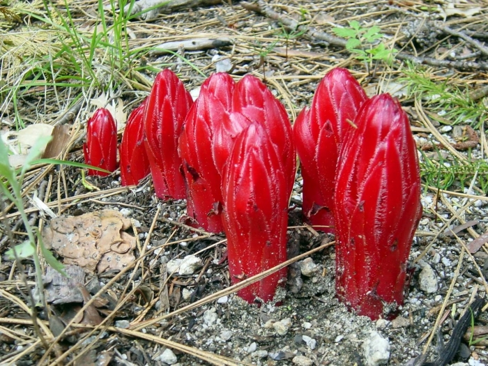 Саркодес кроваво-красный