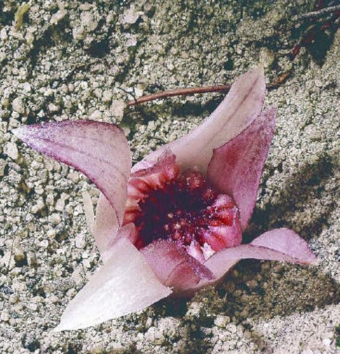 Австралийская орхидея