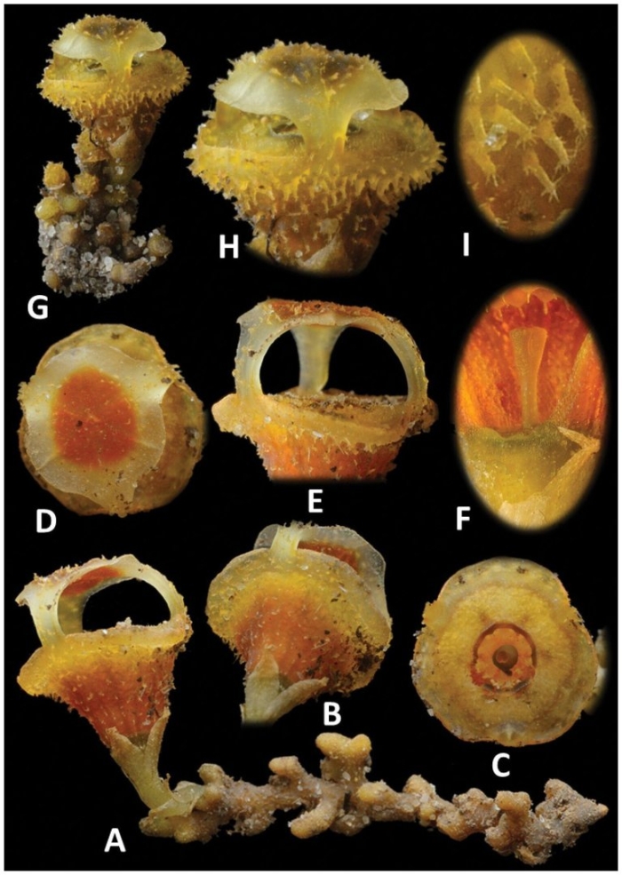 Thismia thaithongiana