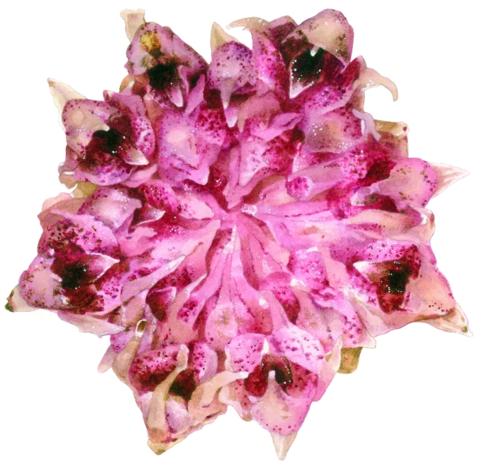 Аспидистра цветок цветение