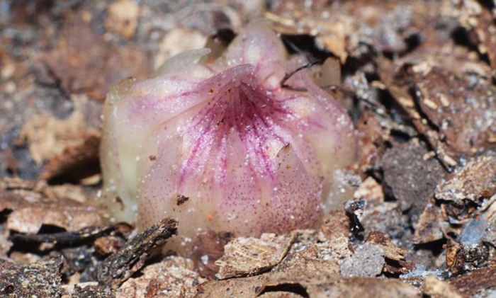 Rhizanthella slateri