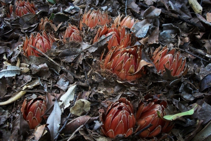 «растение-вампир» лангсдорфия