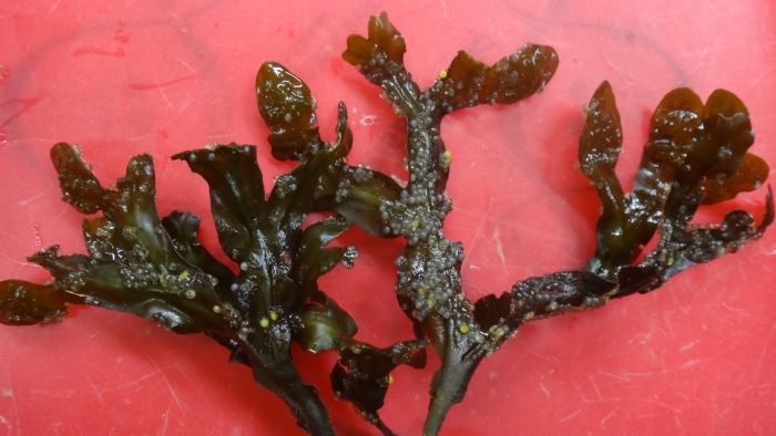 Водоросли морские