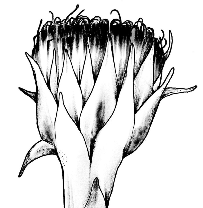 Чертополох рисунок