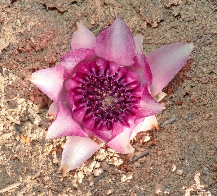 Echinopsis subdenudata