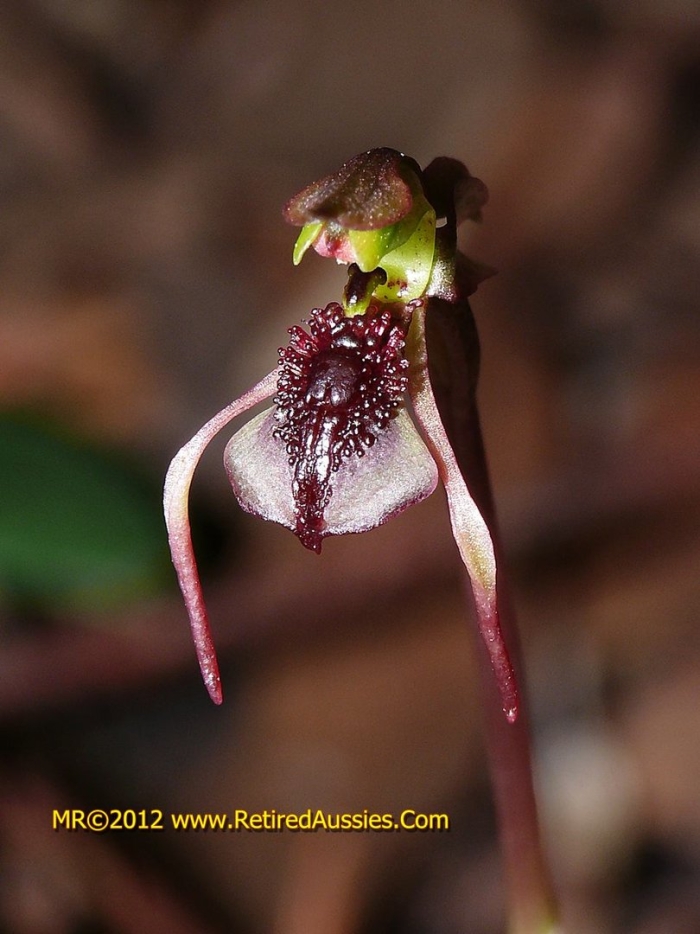 Chiloglottis trapeziformis