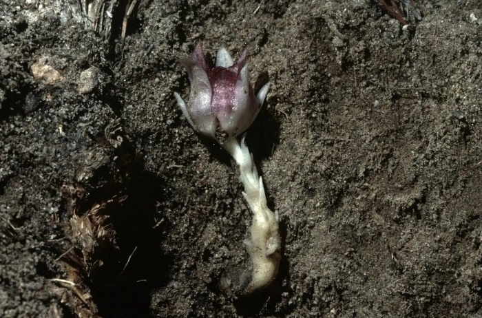 Подземные растения