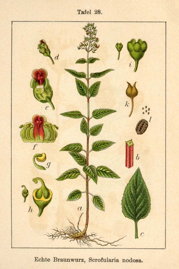 Scrophularia nodosa рисунок