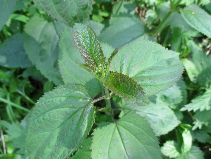 Двудомная крапива