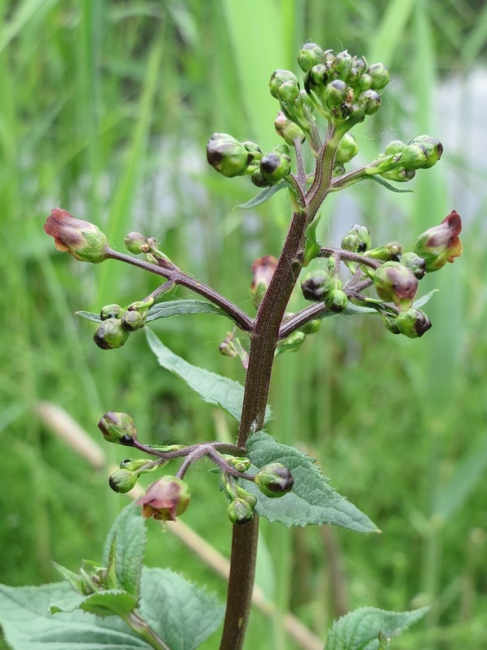 Scrophularia nodosa