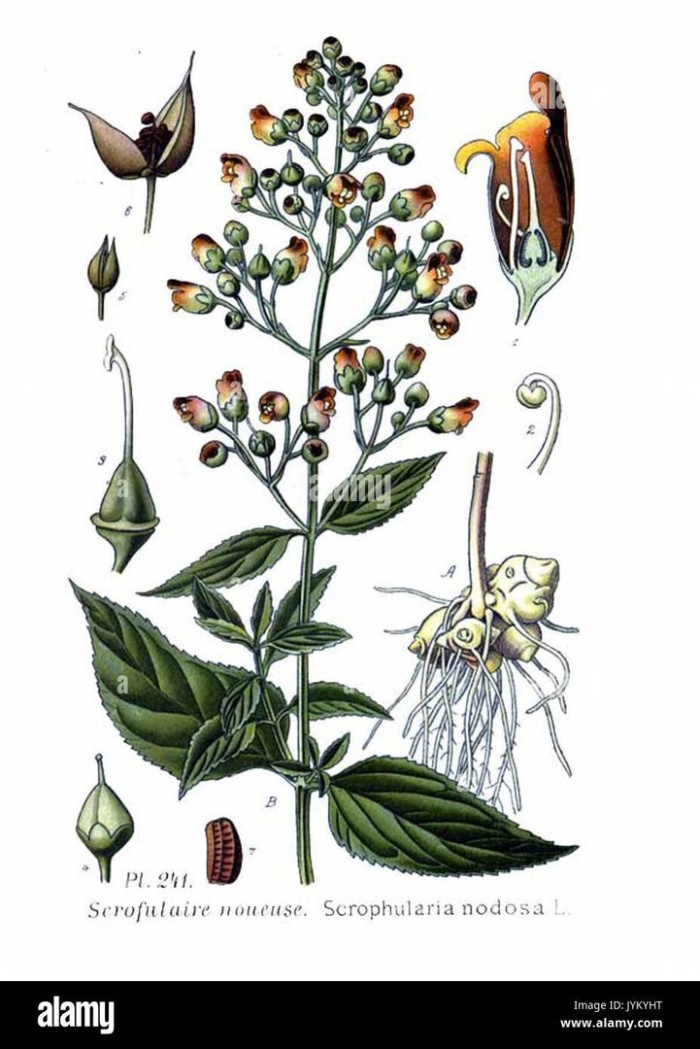 Норичник шишковатый – scrophularia nodosa