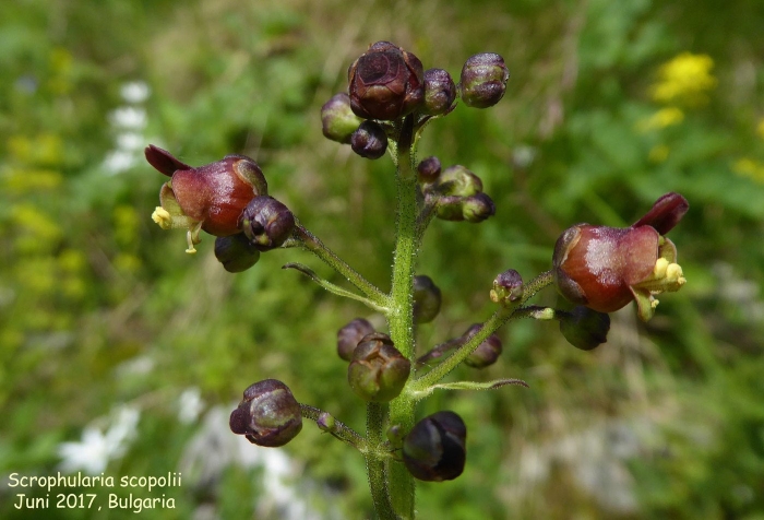 Норичник тенистый – scrophularia umbrosa