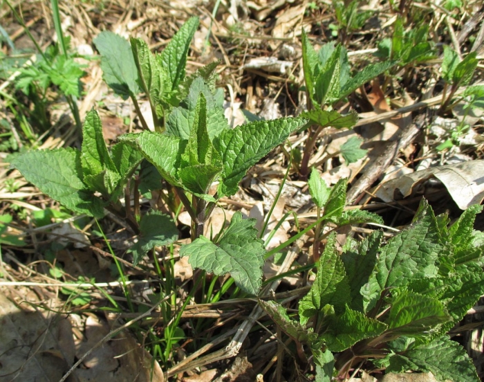 Крапива двудомная