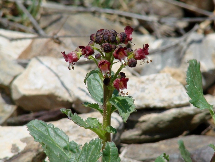Scrophularia incisa weinm