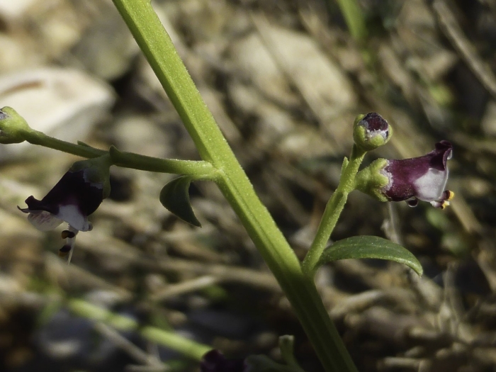 Scrophularia canina
