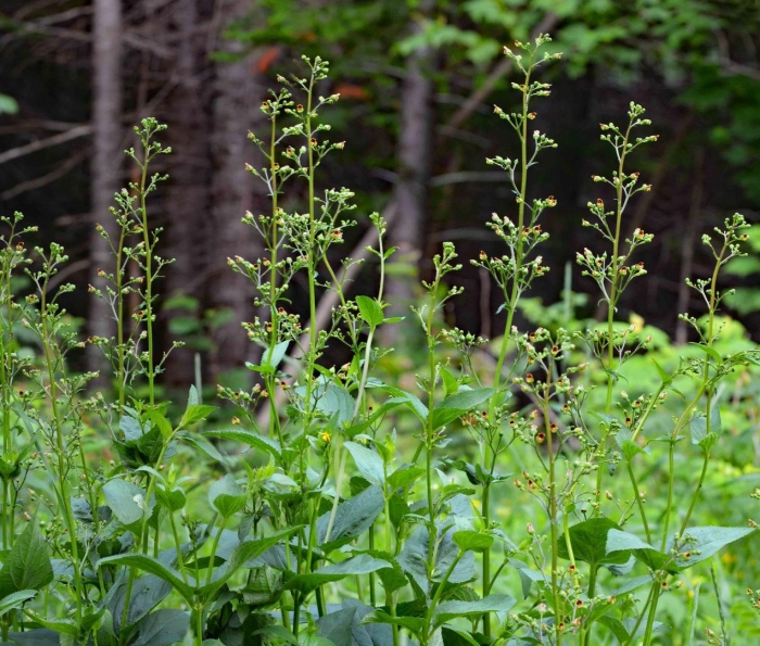 Норичник обыкновенный